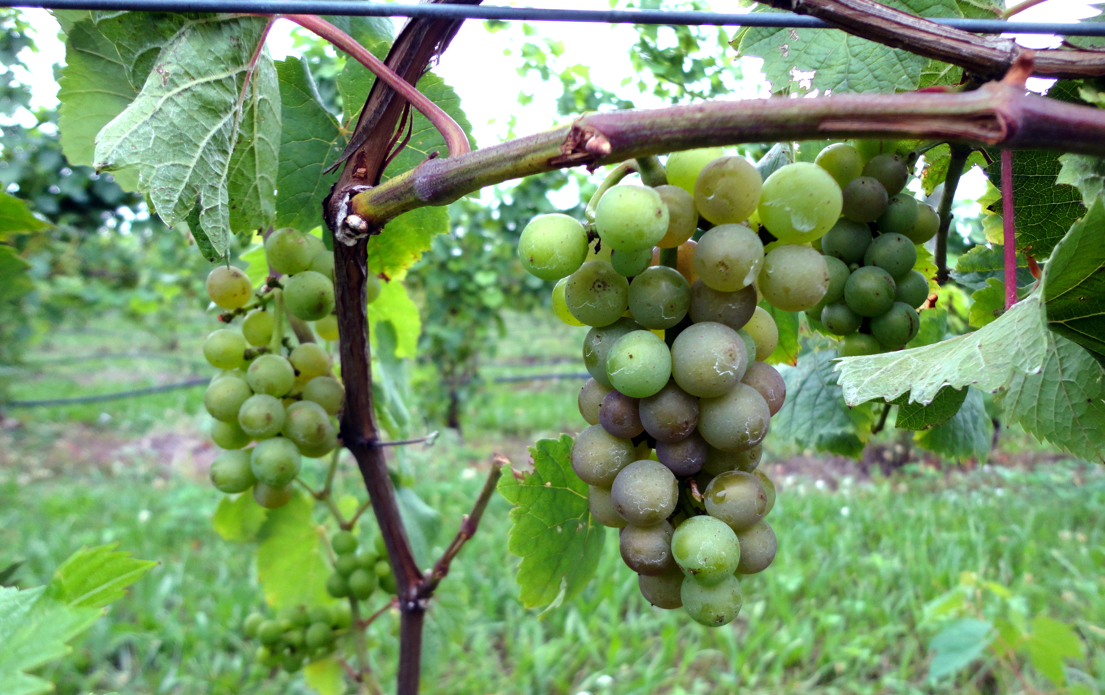 Winegrapes such as this Pinot Noir cluster near Traverse City are starting to ripen.